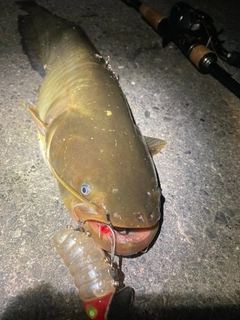 ナマズの釣果