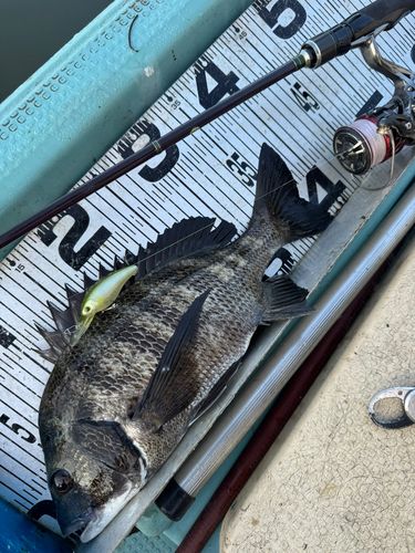 チヌの釣果
