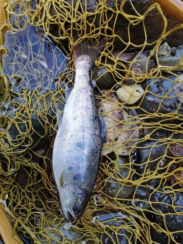 ヤマメの釣果