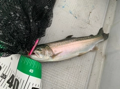 ニジマスの釣果