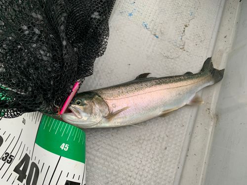 ニジマスの釣果