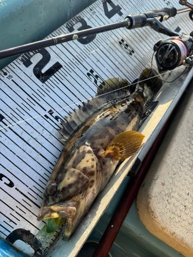 チャイロマルハタの釣果