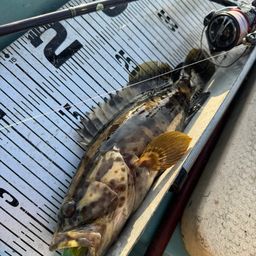 チャイロマルハタ