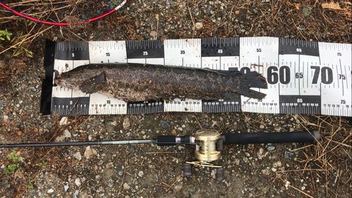 ライギョの釣果