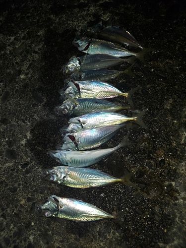 アジの釣果