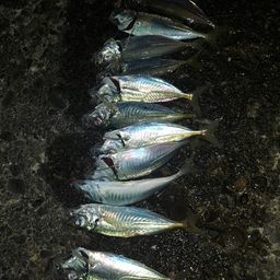 アジ