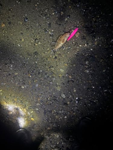 オオモンハタの釣果