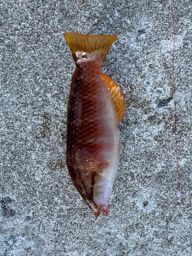 アカササノハベラの釣果