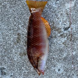 アカササノハベラ