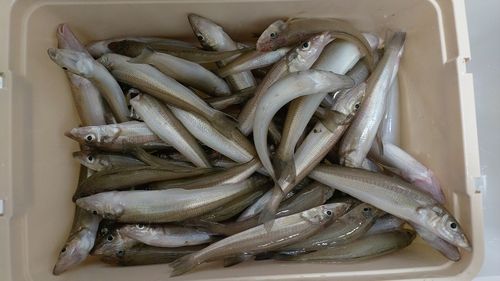キスの釣果