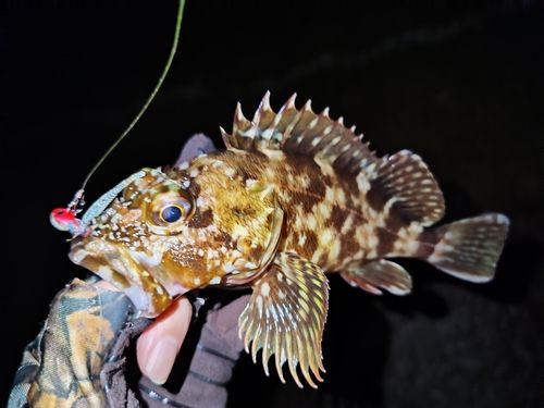 カサゴの釣果