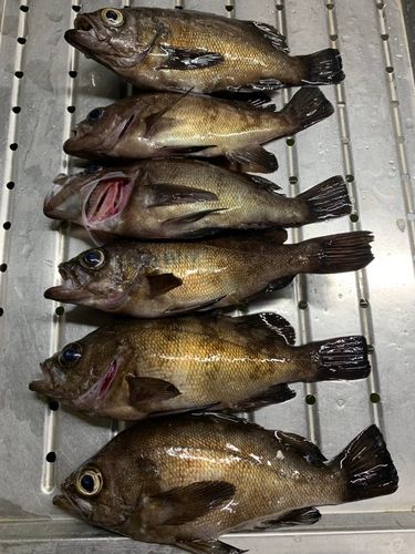 クロメバルの釣果