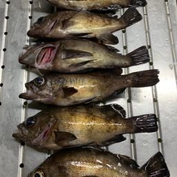 クロメバル