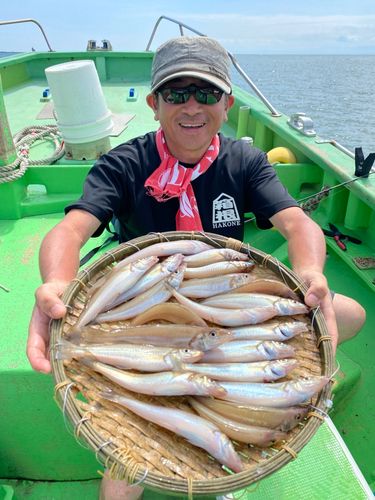 シロギスの釣果