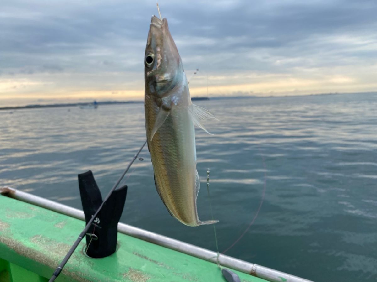 湘南のかつさんの釣果 2枚目の画像