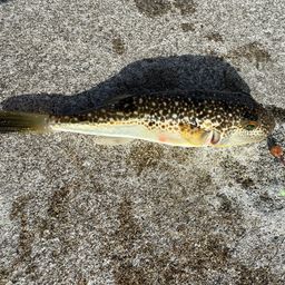 ショウサイフグ