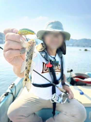 ハゼの釣果