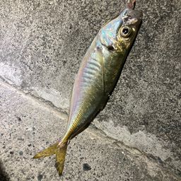 アジ