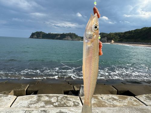 シロギスの釣果