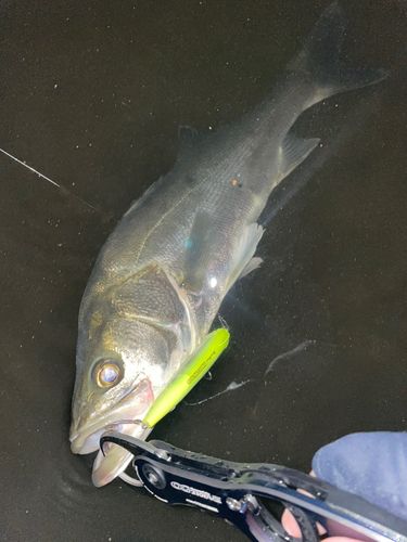 セイゴ（マルスズキ）の釣果