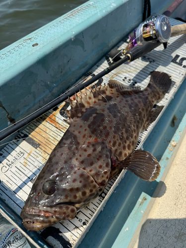 チャイロマルハタの釣果