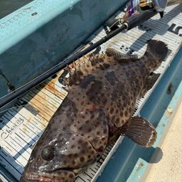 チャイロマルハタ