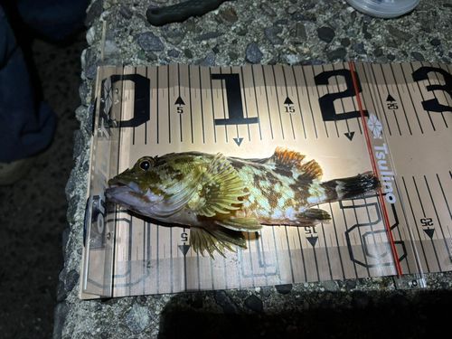カサゴの釣果