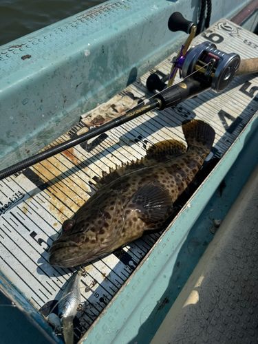 チャイロマルハタの釣果