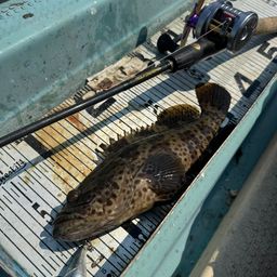 チャイロマルハタ