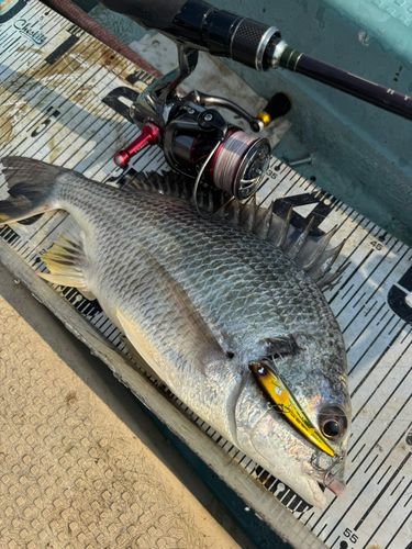 チヌの釣果