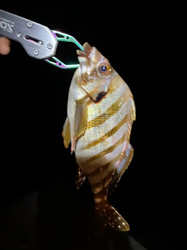 タカノハダイの釣果