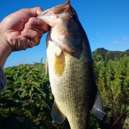 ブラックバス
