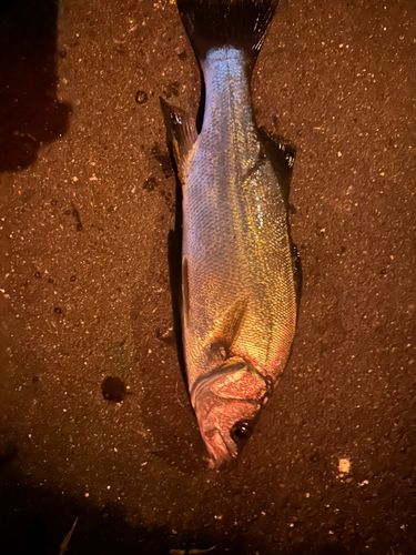 フッコ（ヒラスズキ）の釣果