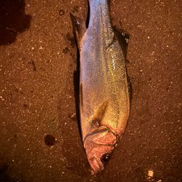 フッコ（ヒラスズキ）