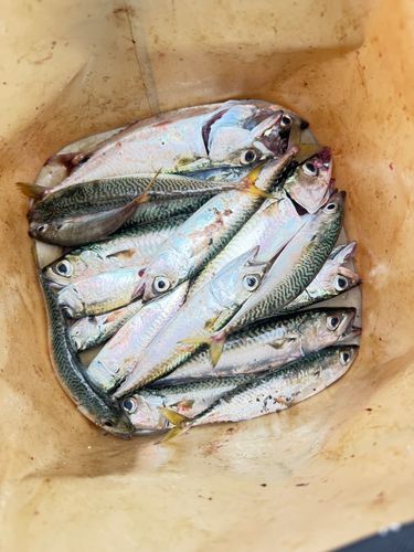 サバの釣果