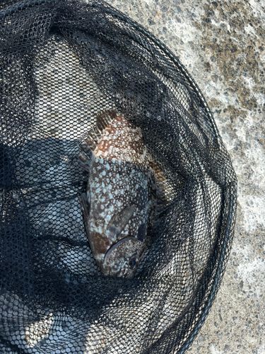 アイゴの釣果