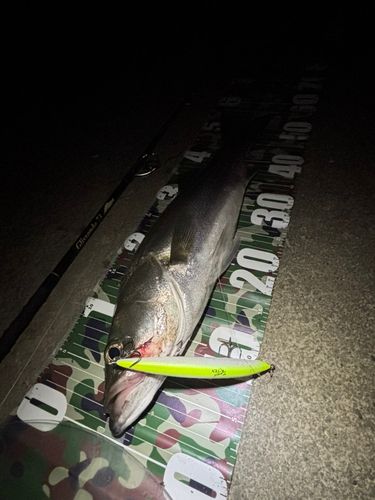 シーバスの釣果