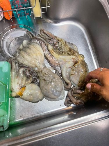 タコの釣果