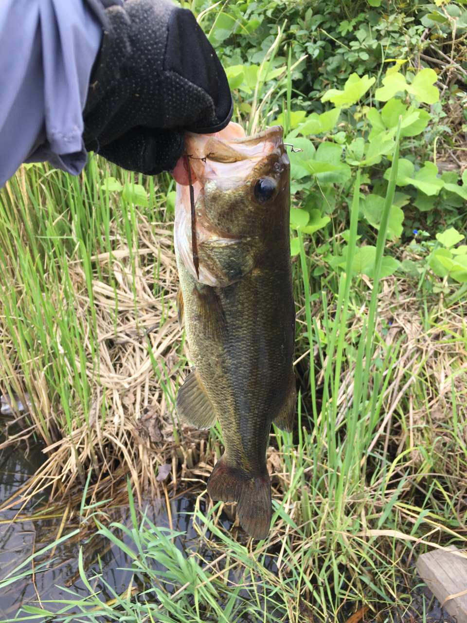 スモールマウスバス