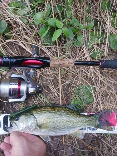 ラージマウスバスの釣果