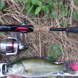 ラージマウスバス