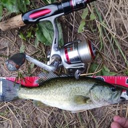 ラージマウスバス