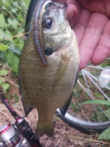 ブルーギルの釣果