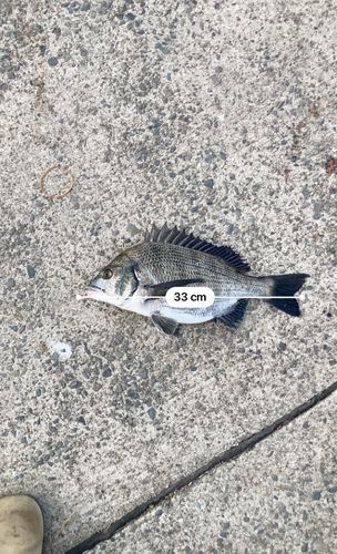 クロダイの釣果