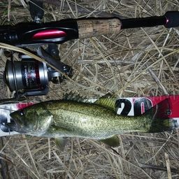 ラージマウスバス