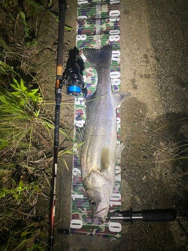 シーバスの釣果