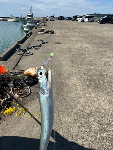 ウルメイワシの釣果