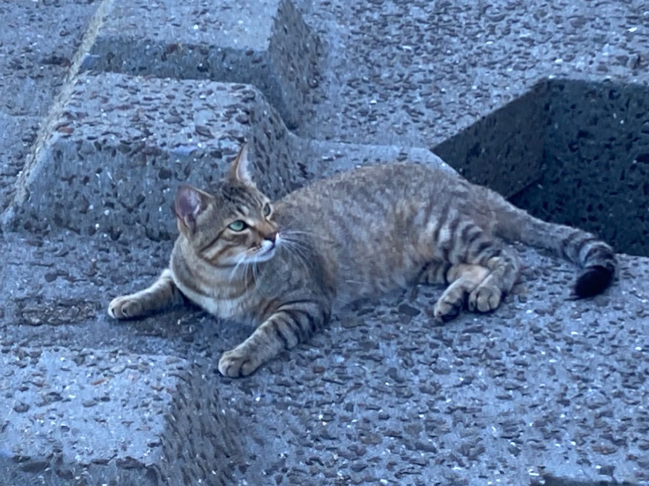 アラカブ