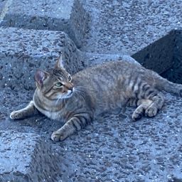 アラカブ