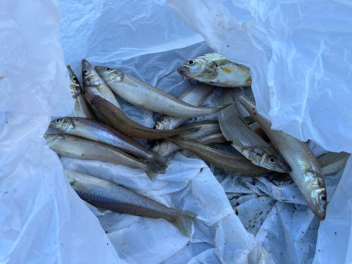 シロギスの釣果